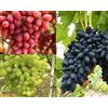 Generico 3 VARIETA' UVA DA TAVOLA NERA,ROSA,BIANCA SENZA SEMI,RESISTENTI, GRANO CROCCANTE