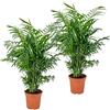 Bloomique - Set di 2 - Chamaedorea Elegans - Palma Nana Messicana - Pianta da Interno - Purifica l'Aria - Sicura per Animali - Facile da Curare - Alta 50-60 cm - Vaso da 17 cm
