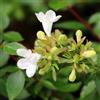 Vivaio di Castelletto Abelia compatta Abelia x grandiflora compacta 3 piante in vaso biodegradabile ø8 cm Vivaio di Castelletto