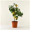 Vivaio di Castelletto Limone Lunario Citrus Limon, Limone 4 Stagioni Pianta in Vaso ø 22 cm, Pianta Agrumi di Sicilia, Vivaio di Castelletto