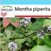 SAFLAX - Confezione regalo - Menta piperita - 300 semi - Mentha piperita
