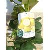 Jardines de Jaravia Una pianta, limone Guave - Psidium Lucidum, frutto salutare, 110 - 125 cm