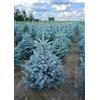 Vivaio di Castelletto Abete Blu, Pino Argentato Picea Pungens Super Blue Seedling, Pianta in Vaso ø13 cm, Albero di Natale, Vivaio di Castelletto