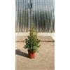 Vivai Decandia Giovanni PIANTA DI EUGENIA MYRTIFOLIA NEW PORT IN VASO CM 24 altezza 70 cm (foto reali)