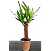 POWERS TO FLOWERS - YUCCA DA GIARDINO, ALTEZZA 35CM, pianta vera