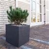 Vivaio di Castelletto Pino mugo Pinus mughus pianta officinale in vaso ø10 cm