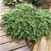 Generic 30-40 cm: Ginepro strisciante 'Tappeto verde' Juniperus Communis. Copertura del terreno varie dimensioni