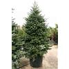 Vivaio di Castelletto Abete del Caucaso Abies nordmanniana Albero di Natale in mastello ø40 cm h. 120/140 cm