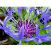 Generic 60 Pezzi di Centaurea Montana Blu