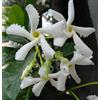 Vivaio di Castelletto Falso Gelsomino Rhyncospermum jasminoides pianta in vaso ø20 cm con canna h 50/60 cm Vivaio di Castelletto