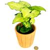 POWERS TO FLOWERS - SYNGONIUM XS IN VASO COCCIO NATURALE, pianta vera