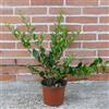 Generico Ligustro texano, 4 piante alte 30/40 cm, vaso 13