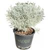 VANDAS Santolina - Pianta Aromatica Ornamentale | Terreno Drenato & Poca Acqua | Vaso 14cm | Made in Italy