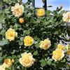 AMDGarden Pianta di Rosa Golden PAREO ® Meilland Rampicante Giallo Oro per Esterni in Vaso 20 cm