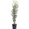 eGarden.store Pianta di Leccio Pianta di Quercus Ilex Albero vero pianta da esterno abero da giardino pianta ornamentale di Leccio piana vera venduta da eGarden.store