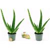 POWERS TO FLOWERS - ALOE VERA MINI, 2 PIANTE, VASO 5,5 CM, IDEALE PER TERRARIUM, Piante vere