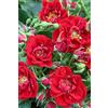 Vivaio di Castelletto Rosa Rossa Rosa polyantha Fairy Dance pianta di rose tappezzante in vaso ø14 cm Vivaio di Castelletto