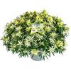le Georgiche Vivai le Georgiche - Pianta vera di Azalea mollis Starstyle White Rododendro 'Azaare03' - vaso Ø 19 cm - altezza alla vendita 20-30 cm