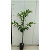 Vivai Decandia Giovanni PIANTA DI CASTAGNO ALBERO altezza 140/160 cm anni DUE in vaso 20