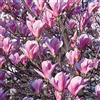 Vivaio di Castelletto Magnolia giapponese Magnolia soulangeana in vaso Ø18 h 70/90 cm, pianta ornamentale pronta all'impianto, fioritura primaverile. Vivaio di Castelletto