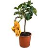 Generico Cedro Mano di Buddha in Vaso Ø20 cm - Agrume Esotico e Ornamentale - Prodotto in Sicilia dal Vivaio uJardinu - Pianta da Esterno e Terrazzo