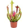 GardenersDream Pianta Tromba Sarracenia Smoorii per Casa o Ufficio (20-30cm con Vaso)