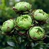 BUUYOSE Bulbi di peonia perenni resistenti nel Regno Unito/bassa manutenzione/adatti agli impollinatori/crescono in letti, bordi e vasi da patio/eccellente lampadina Display-F-1