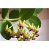 POWERS TO FLOWERS - HOYA CUMINGIANA, vaso 12cm diametro, pianta vera