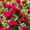 GardenersDream Rosa in Vaso Romantica Rossa | Rose da Giardino Premium con Fiori Estivi Colorati