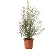 KENTIS - Olea Europaea - Pianta di Ulivo - Piante da Frutto da Esterno Vere Resistenti - Olivo Vero Pianta da Giardino - H 80-100 cm Vaso Ø 24 cm