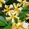 Bloomique - Trachelospermum jasminoides - Gelsomino toscano - Giallo - Rampicante - Pianta da giardino - Sempreverde - Resistente al freddo - Alta 50-70 cm - Vaso da 15 cm