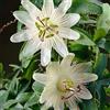 Bloomique - Passiflora 'Constance Elliot' - Fiore della passione - Bianco - Rampicante - Pianta da giardino - Resistente al freddo - Alta 50-70 cm - Vaso da 15 cm