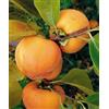 Vivaio di Castelletto Kaki pianta da frutta innestata di 2/3 anni in vaso da 5 litri Made in Italy Vivaio di Castelletto