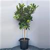 SAVINI VIVAI L'ARTE DI FARE NATURA SAVINI VIVAI Pianta di Arancio Albero di Agrumi Arancio Navellina in Vaso da 35 cm Altezza 150-180 cm 6-7 Anni di innesto Made Italy