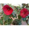 Generic Portal Cool 20 semi di ibisco hibiscus marais moscheutos profondo rosso