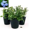 POWERS TO FLOWERS - CERATOSTIGMA PLUMBAGINOIDES, PLUMBAGO, 3 PIANTE, vaso16cm, Piante vere