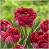Generic Tulipani bulbi olandesi/Nobile/Molto delicato/Lampadine importate/Ed è affascinante-1,7Bulbis