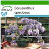 SAFLAX - Glicine africano - 15 semi - Con substrato - Bolusanthus speciosus