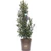 vannucci piante Ilex x meserveae 'Heckenstar', Agrifoglio, Pianta vera in vaso Vannucci Piante, Pianta da terrazzo (cod. 5) (1x)