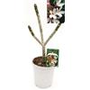 POWERS TO FLOWERS - PLUMERIA FRANGIPANI BIANCA SINGAPORE, altezza 50cm, vaso 18, pianta vera
