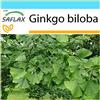 SAFLAX - Confezione regalo - Albero dei ventagli - 4 semi - Ginkgo biloba
