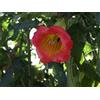 Generic 5 Semi di Red Tree Brugmansia W102 (Brugmansia sanguinea)