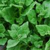 Generic - Nuova Zelanda Spinaci - 60 semi - Tetragonioid Tetragonia - NPWS
