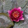 Generico Ninfea 'Burgundy Princess' - Pianta Acquatica Rustica Viva a Radice Nuda Fiore Rosso Borgogna Intenso - Per Laghetti Piccoli e Vasche - Fioritura Estiva - Coltivata in Italia