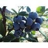 Vivai VALTELLINA 3 X MIRTILLO GIGANTE AMERICANO 2 ANNI, 3 MATURAZIONI 50-70CM