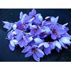 Generic Nuovo 50 semi di zafferano CrocusFiore