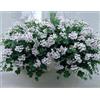 GENERICO 9 GERANI PARIGINI - PIANTE VERE (COLORE BIANCO) FIORITE- VASO CM 14-ALTEZZA CM 40
