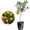 Generico Vivaio Garden Forest Pianta di Yuzu, Citrus Junos, Vaso 20cm, Pianta di agrumi, H 80/90cm, Pianta vera, Frutto profumato, Frutto saporito, Yuzu, Polpa, Molto aromatico, Origine Giappone