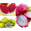 Generic 3 PIANTA DI PITAYA VARIETA' GIALLA,ROSSA,BIANCA 30-40 CM, FRUTTO DEL DRAGO,AUTOFERTILI JINDU N1,GUYUTE,GOLDEN YELLOW