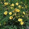 Bloomique - Set da 3 pezzi - Hemerocallis Stella d'Oro - Daylilie - Piante da giardino - Resistente - Altezza 10 - 20 cm - Vaso 9 x 9 cm